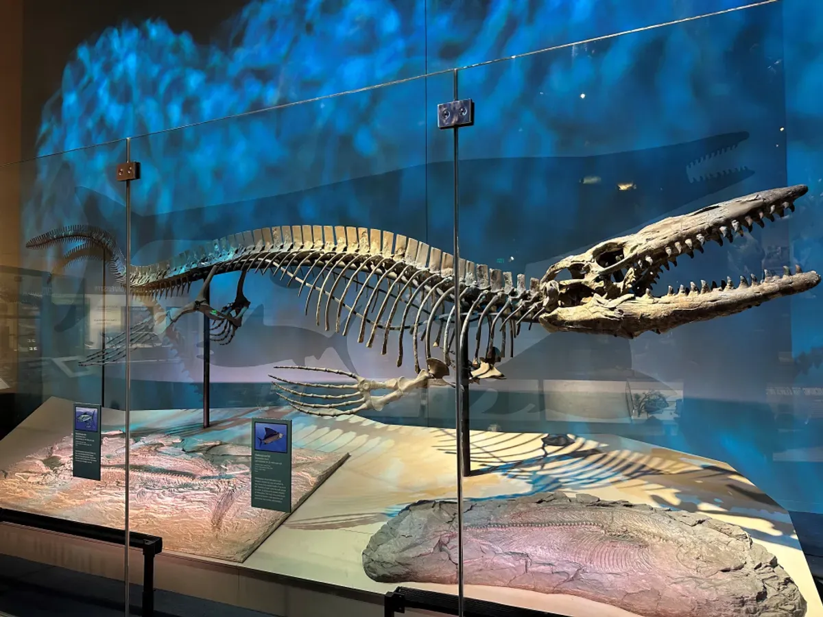 ฟอสซิลอายุ 80 ล้านปี “ไทโลซอรัสเร็กซ์” (Tylosaurus rex : T-Rex) ภาพจาก Perot Museum of Nature and Science