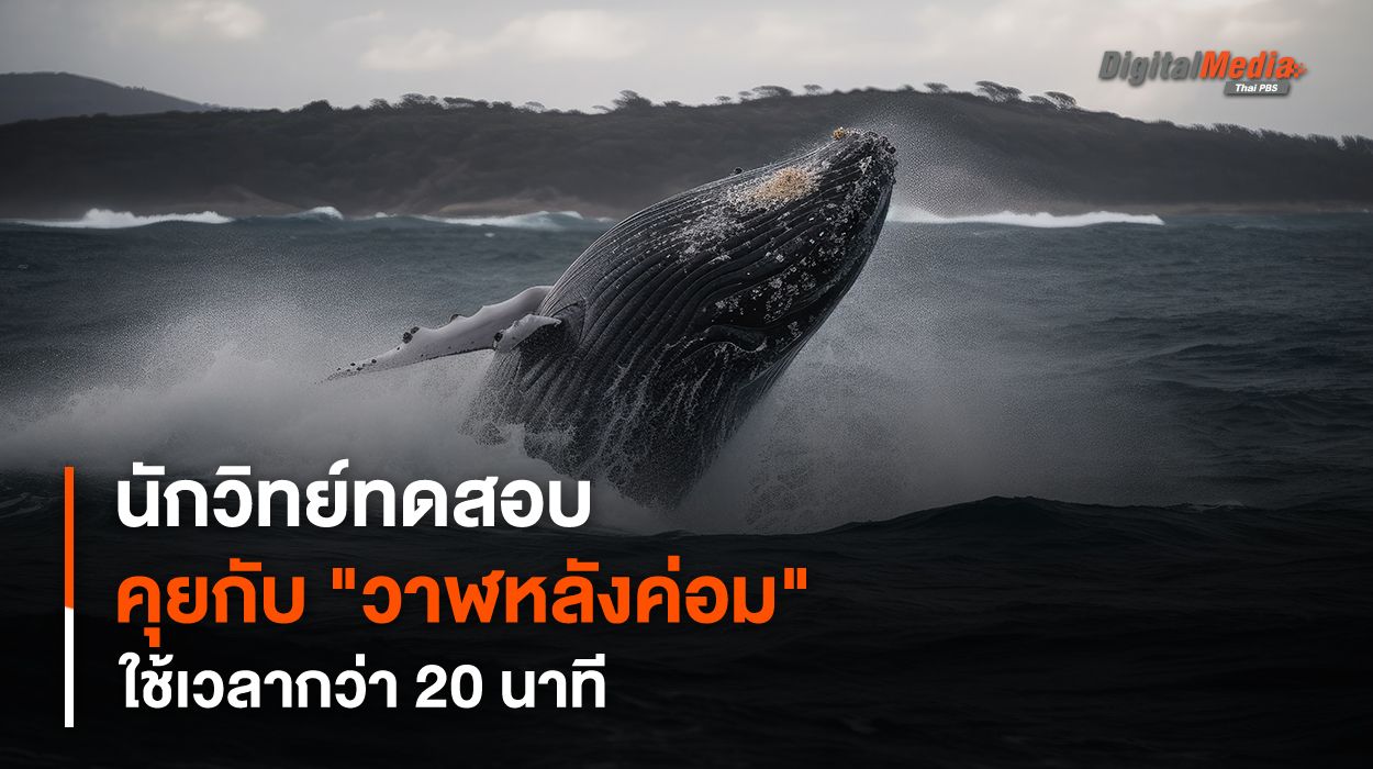 นักวิทย์ทดสอบระบบสนทนากับ "วาฬหลังค่อม" สำเร็จ คุยได้นาน 20 นาที