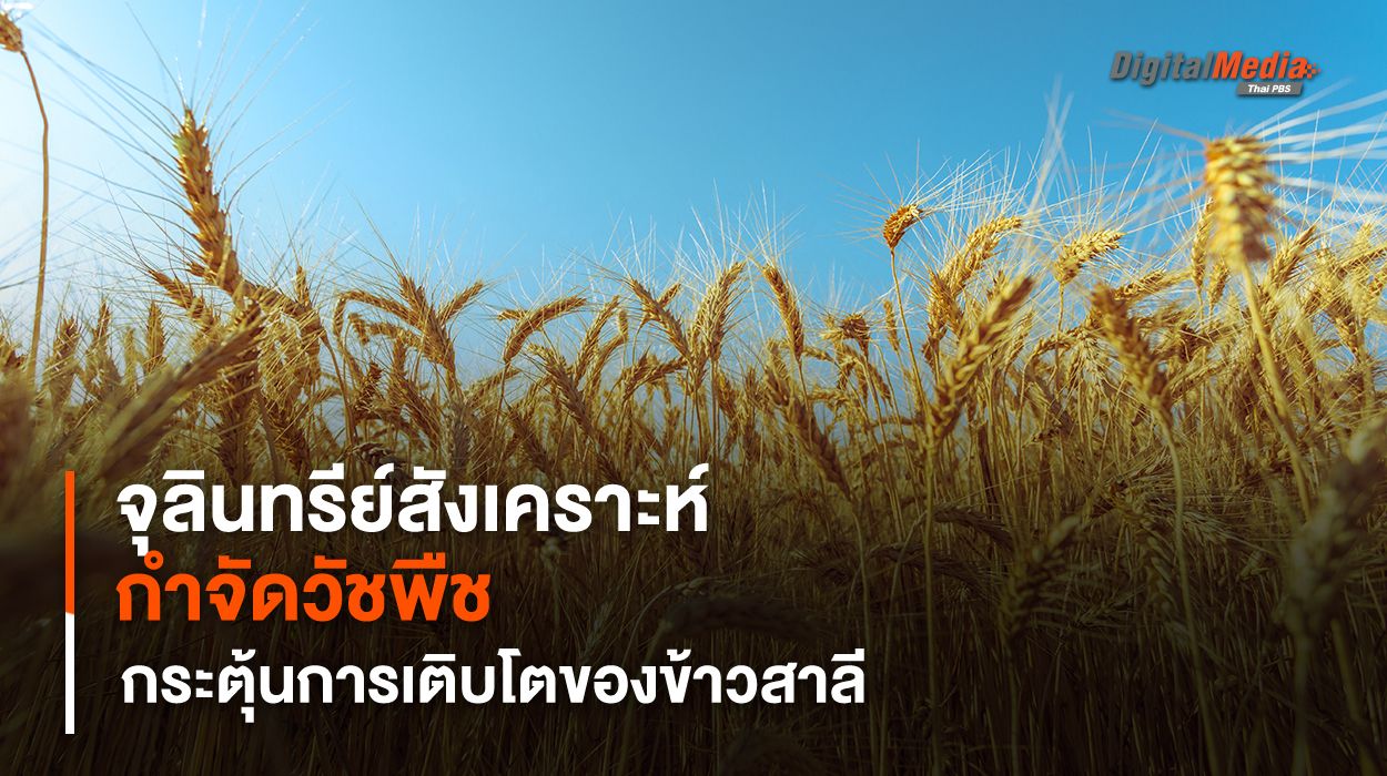 จุลินทรีย์สังเคราะห์กำจัดวัชพืช กระตุ้นการเติบโตของข้าวสาลี