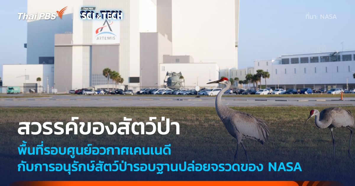 พื้นที่ NASA Kennedy Space Center คือสวรรค์ของเหล่าสัตว์ป่า
